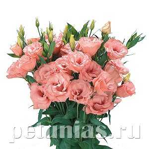 Эустома Super Magic Apricot - 5 шт 11349