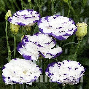 Эустома Super Magic Capri Blue Picotee - 5 шт 11350
