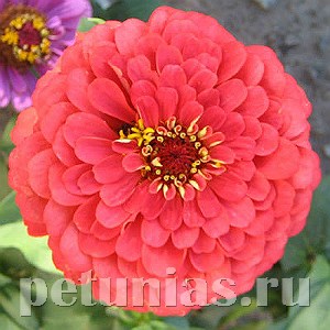 Цинния Benary's Giant Coral - 5 шт 11238