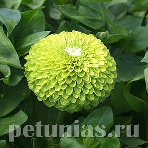 Цинния Benary's Giant Lime - 5 шт 11242