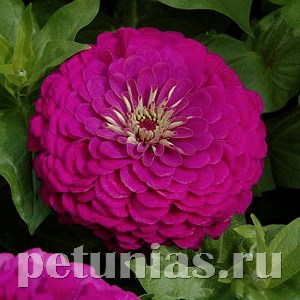 Цинния Benary's Giant Purple - 5 шт 11244