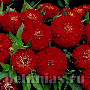 Цинния Dreamland Red  - 5 шт 11252