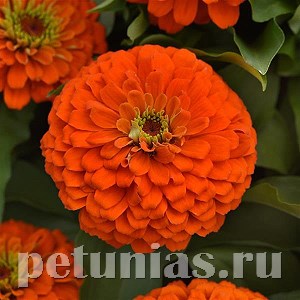 Цинния Zesty Orange - 3 шт 11257