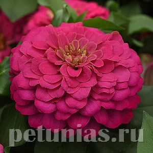 Цинния Zesty Pink - 3 шт 11258