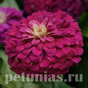 Цинния Zesty Purple - 3 шт 11259