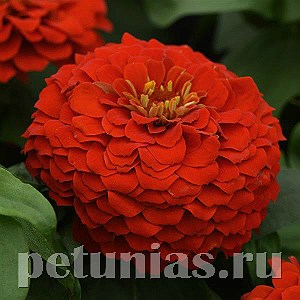 Цинния Zesty Scarlet - 3 шт 11260