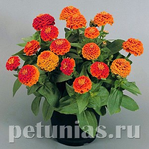 Цинния Zinnita Orange - 5 шт 11263