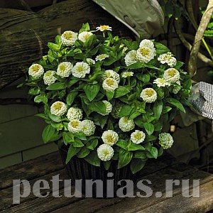 Цинния Zinnita White - 5 шт 11266