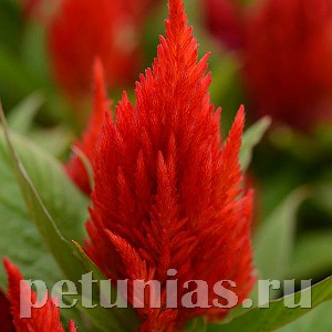 Целозия метельчатая First Flame Scarlet - 10 шт 11219