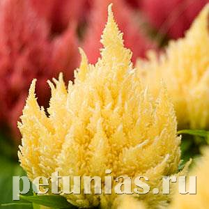 Целозия метельчатая Ice Cream Light Yellow - 10 шт 11222