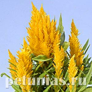 Целозия метельчатая Ice Cream Yellow - 10 шт 11226