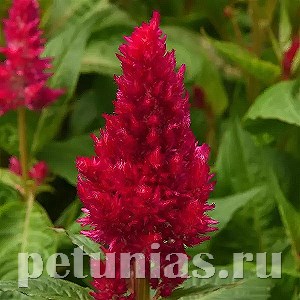 Целозия метельчатая Sunday Cherry -  5шт 11227