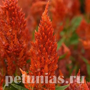 Целозия метельчатая Sunday Orange -  5шт 11228