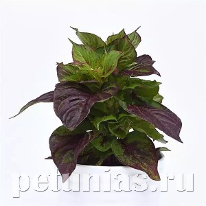Целозия декоративнолиственная Sol Gekko Green - 5 шт 11231