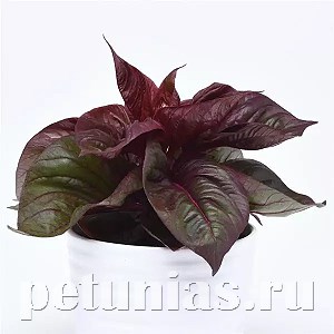 Целозия декоративнолиственная Sol Lizzard Leaf - 5 шт 11232