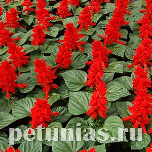 Сальвия Red Alert - 10 шт 11171