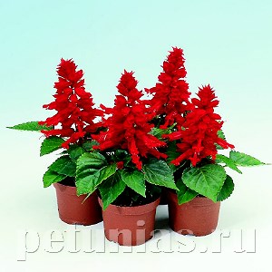 Сальвия Reddy Bright Red - 10 шт 11173