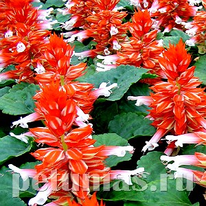 Сальвия Reddy Scarlet Bicolor - 10 шт 11178