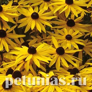 Рудбекия Goldsturm - 5 шт 11161