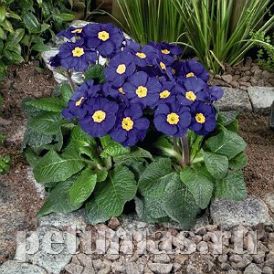 Примула Crescendo Blue Shades - 5 шт 11131