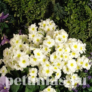 Примула Crescendo Pure White - 5 шт 11134