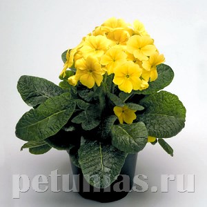 Примула Crescendo Yellow - 5 шт 11137