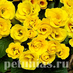 Примула Primlet Golden Shades - 3 шт 11138