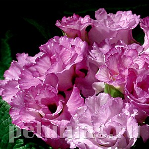 Примула Primlet Lavender Shades - 3 шт 11139