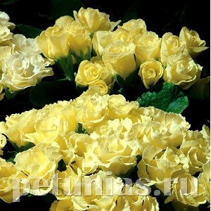 Примула Primlet Lemon Shades - 3 шт 11140