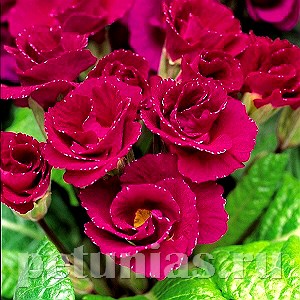 Примула Primlet Purple - 3 шт 11142