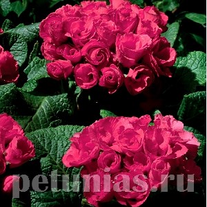 Примула Primlet Rose - 3 шт 11143