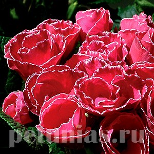 Примула Primlet Rose Edge - 3 шт 11144
