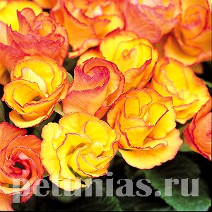 Примула Primlet Sunrise - 3 шт 11146