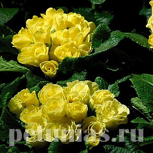 Примула Primlet Yellow - 3 шт 11148