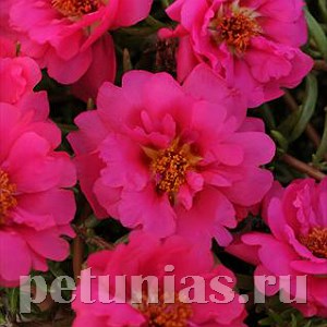 Портулак ампельный Happy Trails Fuchsia - 10 шт 11377