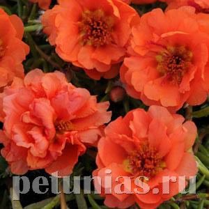 Портулак ампельный Happy Trails Orange - 5 шт 11125