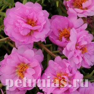 Портулак ампельный Happy Trails Pink - 10 шт 11126