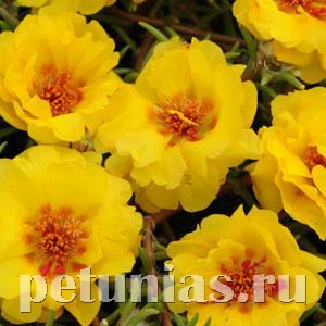 Портулак ампельный Happy Trails Yellow - 10 шт 11129