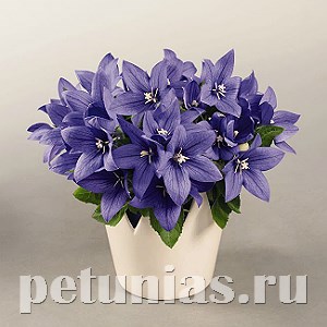 Платикодон Pop Star Blue - 5 шт 11121