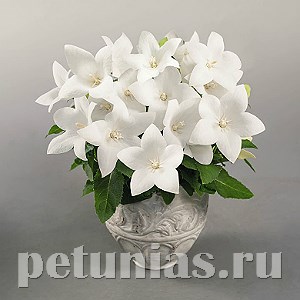Платикодон Pop Star White - 5 шт 11123