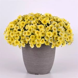 Петхоа Caliburst Yellow - 3 шт 11120