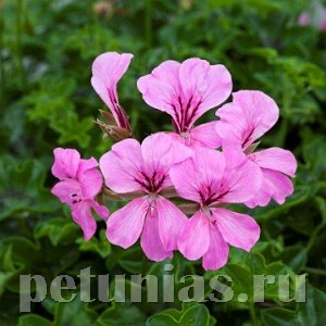 Пеларгония Reach Out Pink - 3 шт 10822