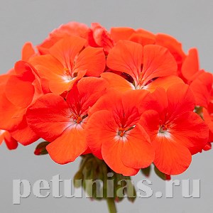 Пеларгония Horizon Shadow Deep Orange - 3 шт 10817