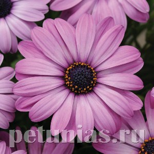 Остеоспермум Akila Lavender Shades - 3 шт 10809