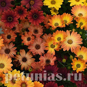Остеоспермум Akila Sunset Shades Mix - 3 шт 10811