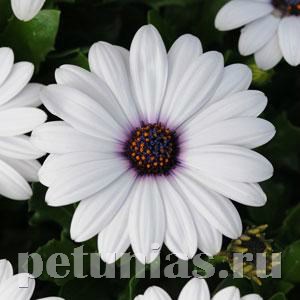 Остеоспермум Akila White - 3 шт 10812
