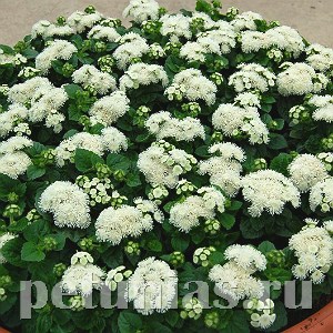 Агератум Aloha White - 10 шт 10031