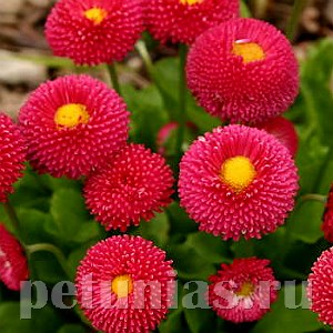 Маргаритка Tasso Deep Rose - 10 шт 10779