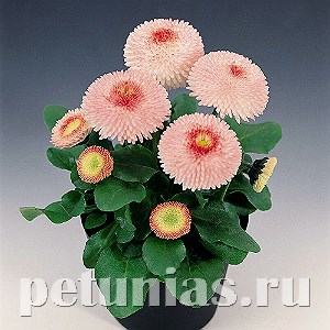 Маргаритка Tasso Strawberries & Cream - 10 шт 10782