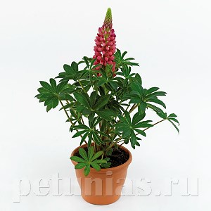 Люпин Lupini Red Shades - 5 шт 10773